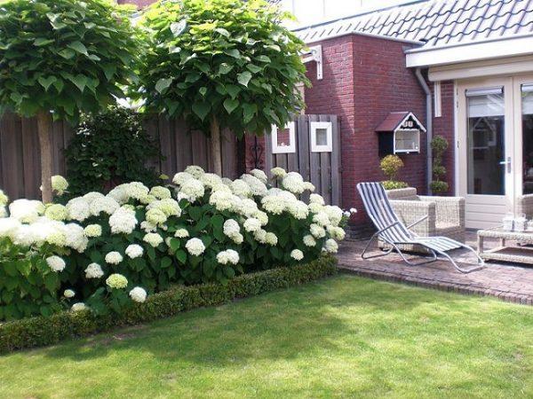 white blooming hydrangea