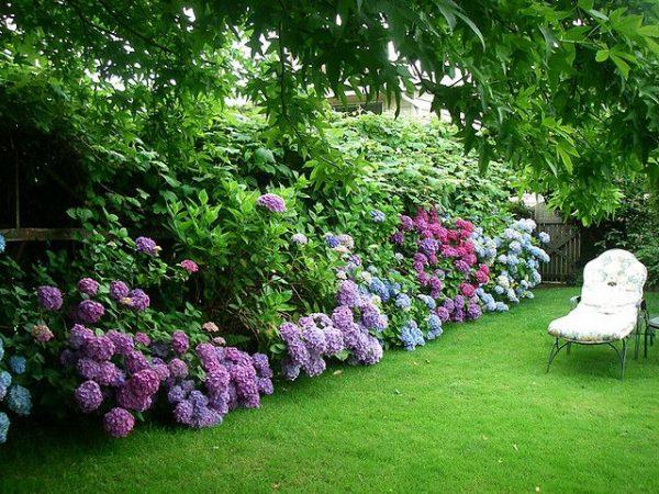 hydrangea front yard