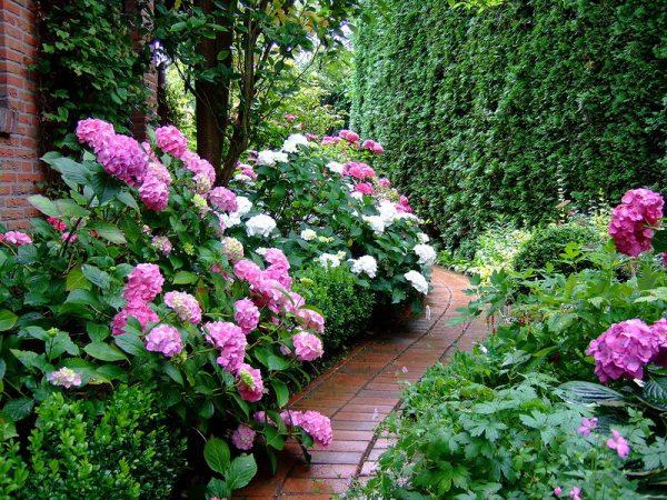 hydrangea planting ideas