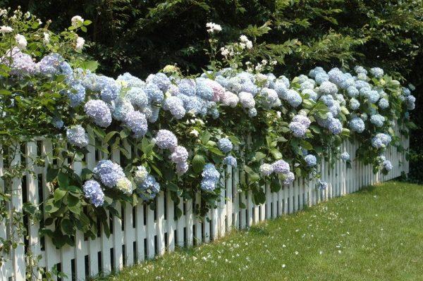 planting hydrangeas outside