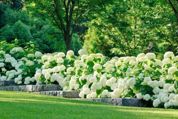 hydrangea garden design