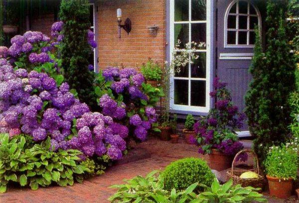 hydrangea garden ideas