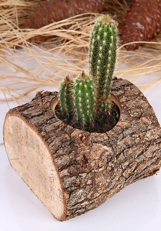 tree trunk planter