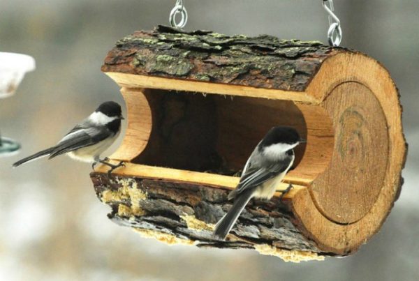 diy bird feeder