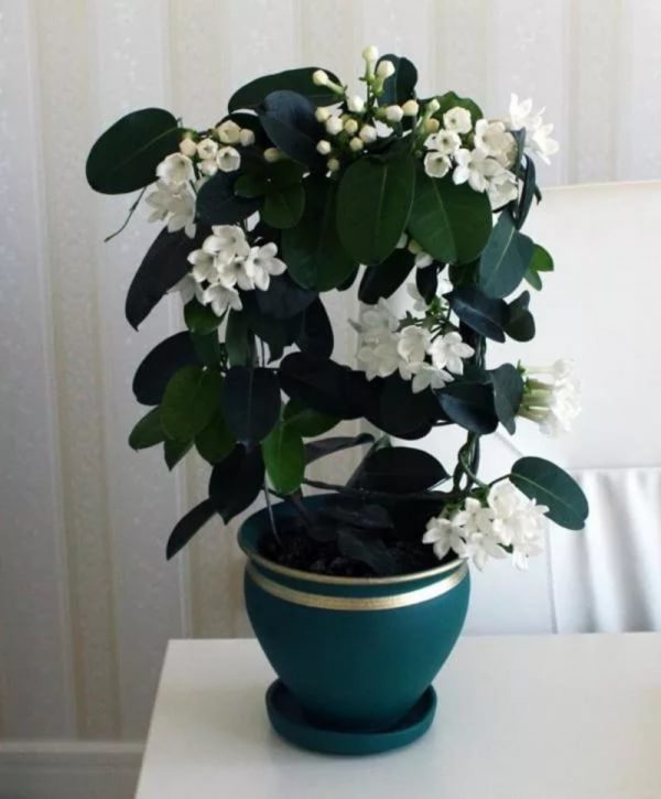 sweet jasmine plant