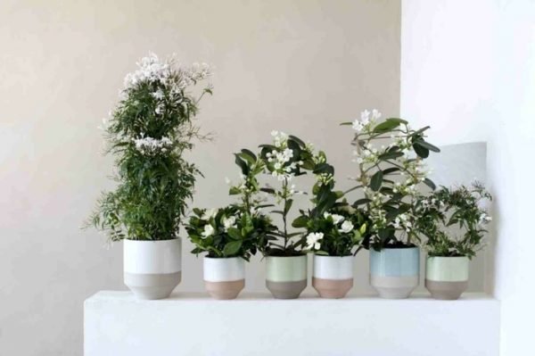 aromatic indoor plants