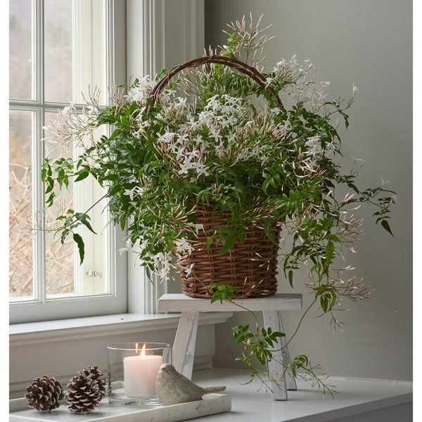 indoor jasmine