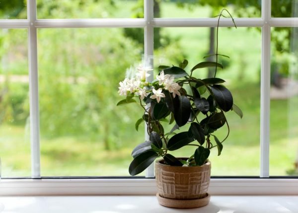 star jasmine in pots