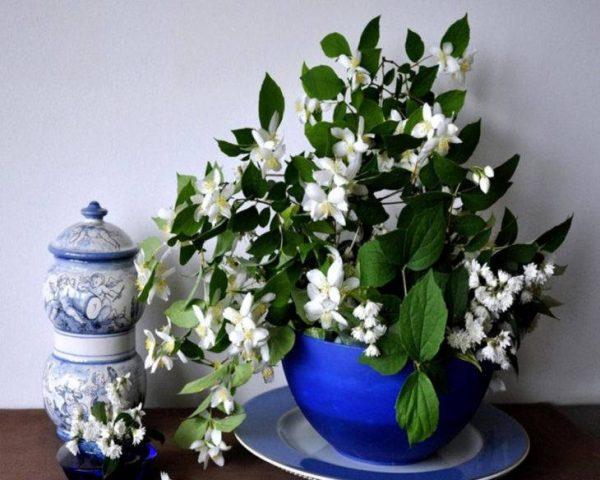 most fragrant jasmine