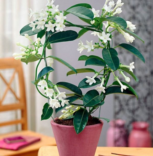 potted jasmine