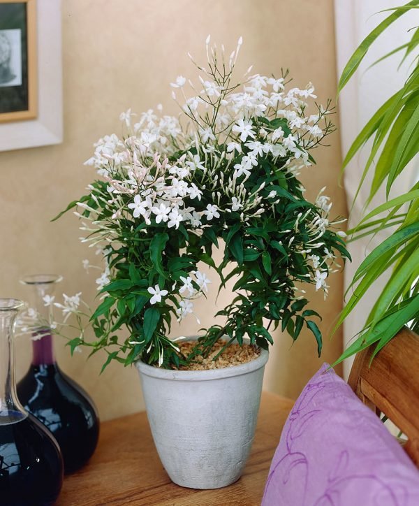 jasmine plant perennial