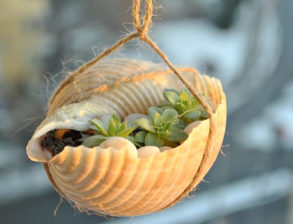 sea shell planter