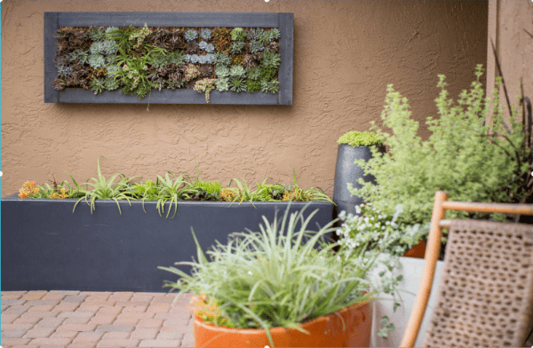 succulent wall frame