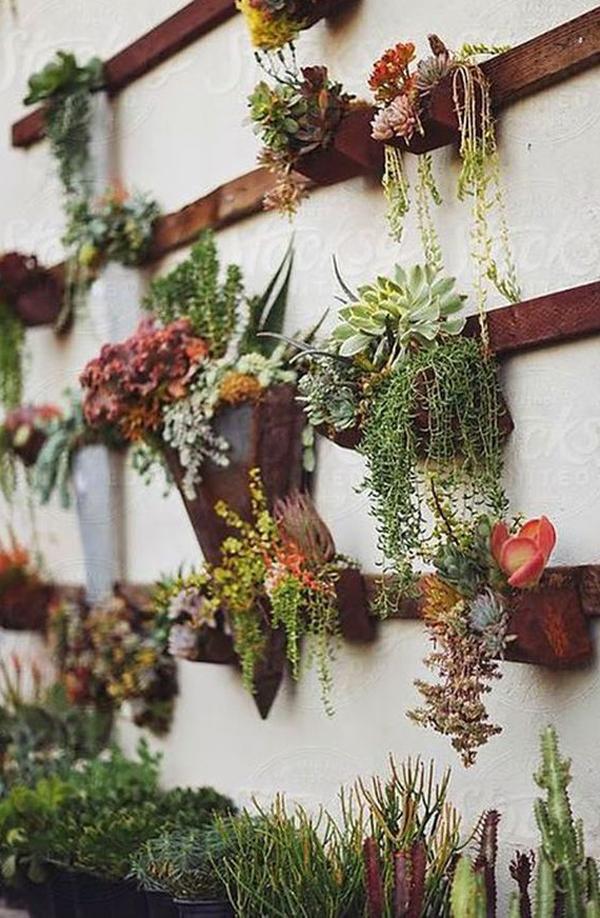 succulent wall display