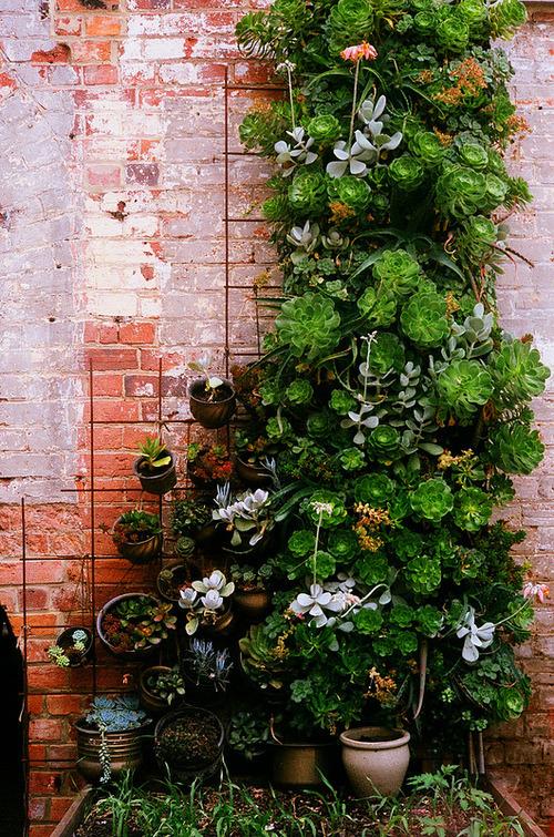 succulent wall decor