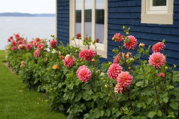 Dahlia garden design