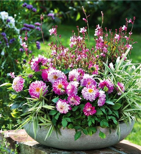 dahlias in pots