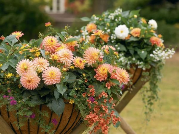 dahlia in pots