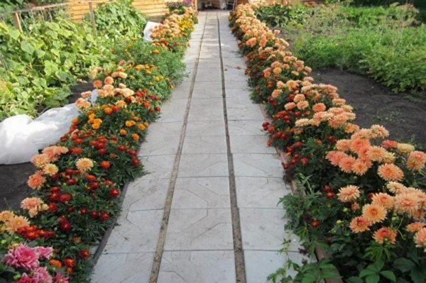 border dahlias