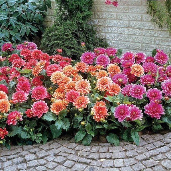 dahlia flower beds