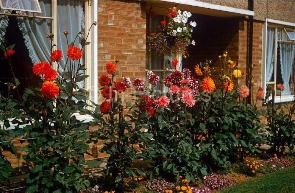 dahlia garden ideas