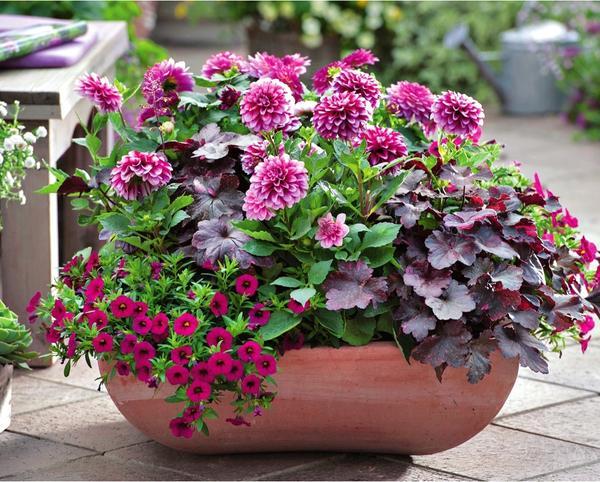 dahlias in containers