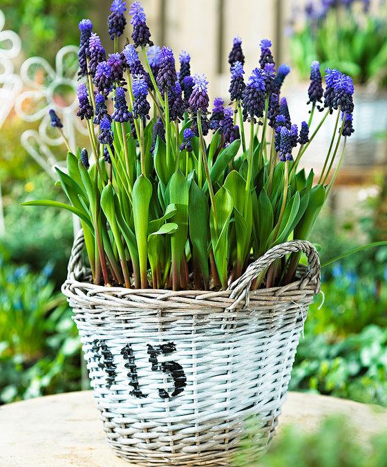 wicker garden baskets