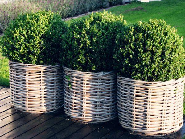 large wicker planters