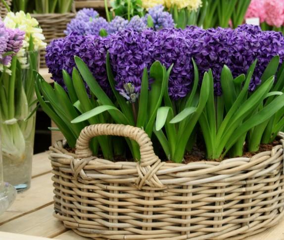 wicker garden pots