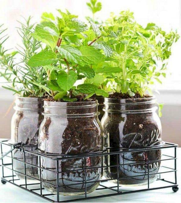 diy herb garden mason jars