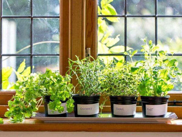 easy diy herb garden