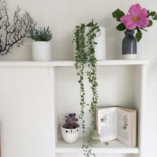 string of pearls plant in shelf