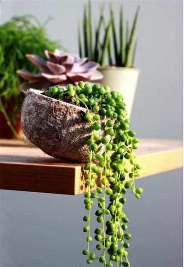 string of beads succulent