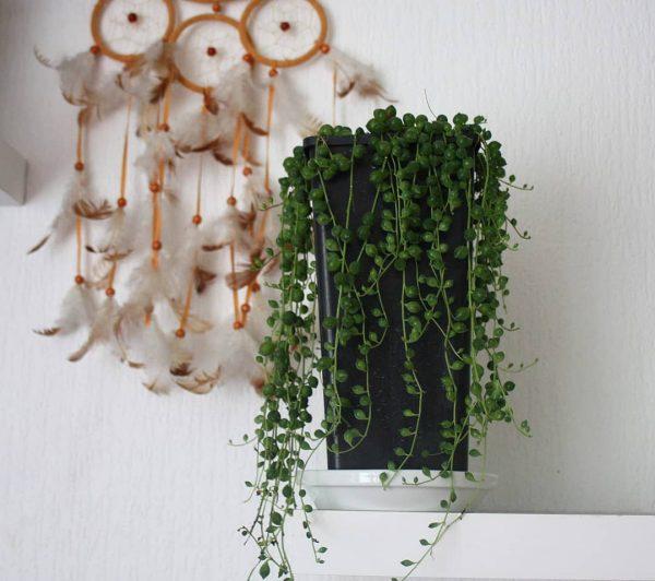 succulent home decor