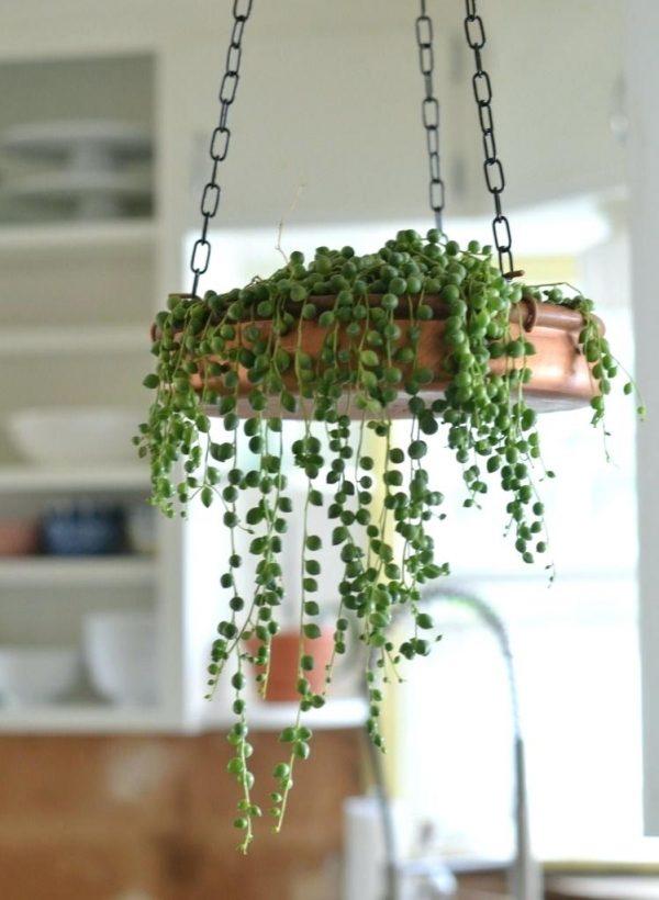 string of pearls hanging basket