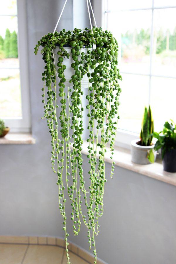 hanging string of pearls