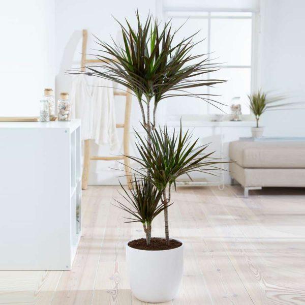 Dracaena