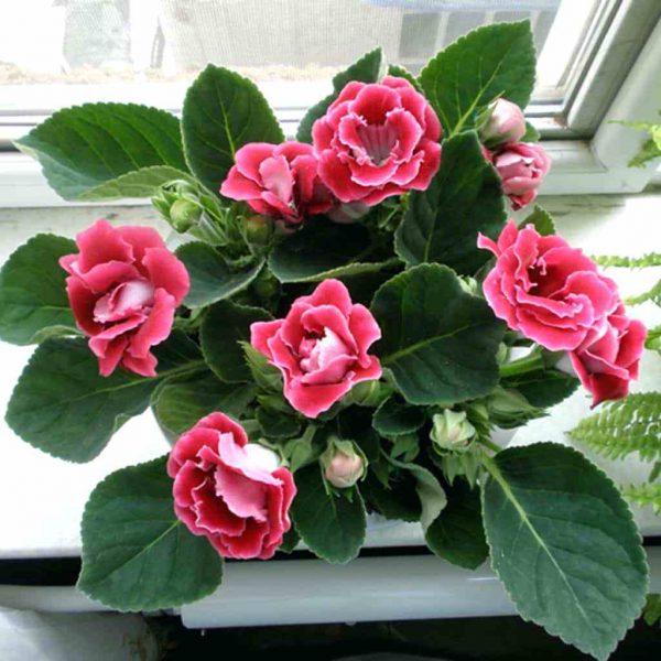 Gloxinia