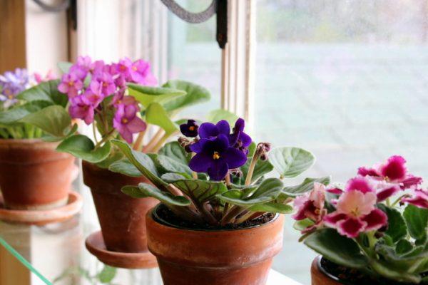 How to take care of indoor plants in winter