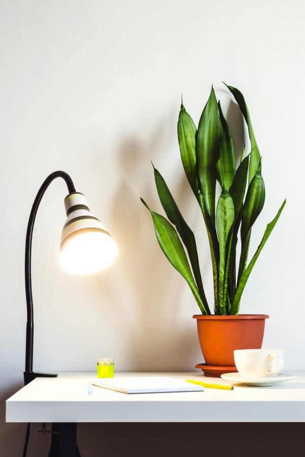 best plants for indoor office