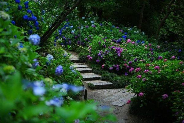 hydrangea flower