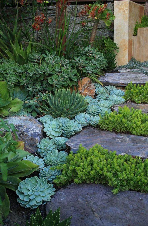 succulents in the garden