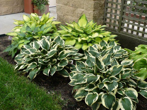 hosta