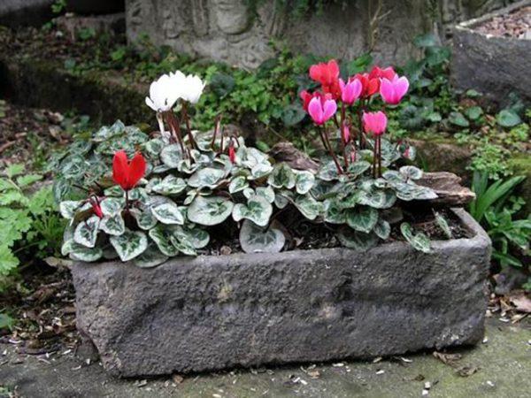 cyclamen plant