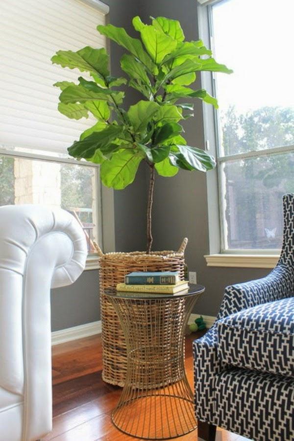 ficus lyrata plant