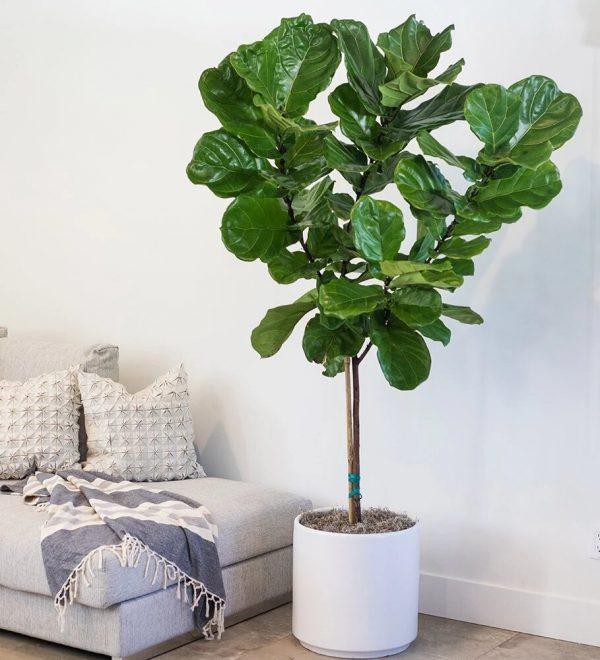 ficus lyrata