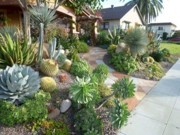 Cactus and succulent gardens 2