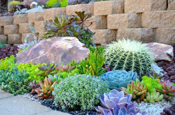 cacti and succulent gardens