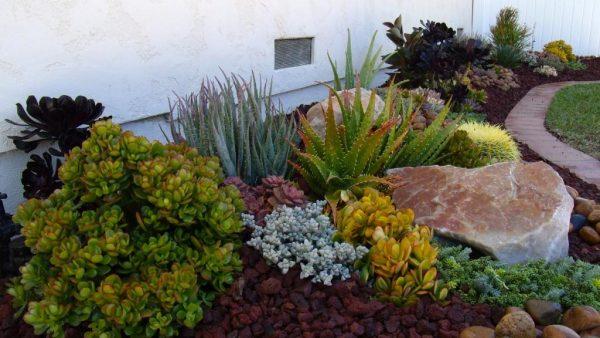 cacti and succulent garden ideas