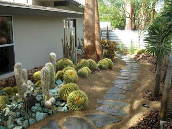 cactus and succulent garden ideas